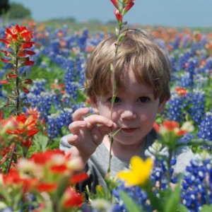 wildflowers